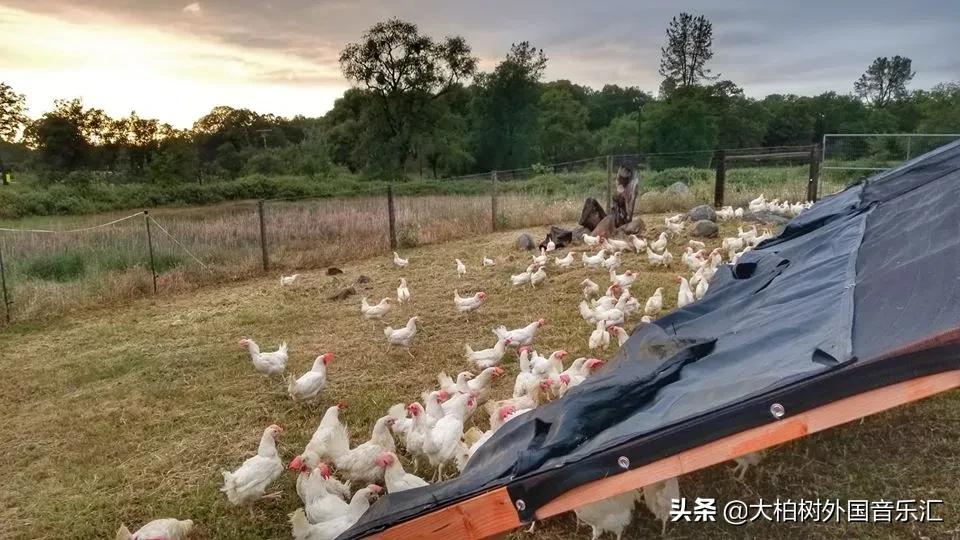 幸运农场，一个充满惊喜与乐趣的数字游戏玩法简介，幸运农场，解锁数字游戏中的惊喜与乐趣