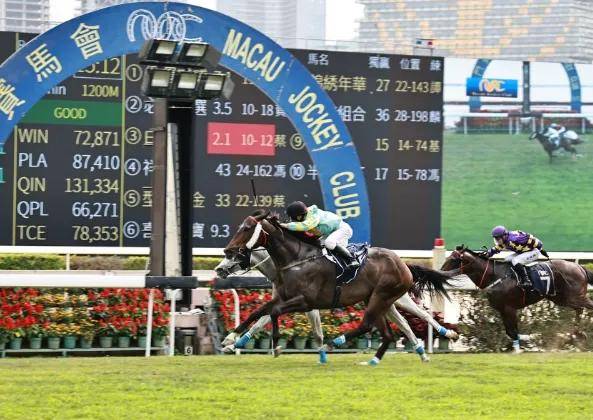 2019年香港马会资料大全，探索赛马文化的深度与广度，2019年香港马会资料大全，深度探索赛马文化的魅力