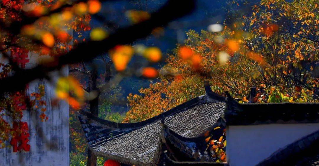 晚秋的诗情画意，解密值图谜与字谜的双重盛宴，晚秋诗情画意，值图谜与字谜的双重解密盛宴
