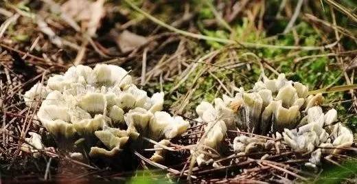 枞菌采摘全攻略，解锁山林间的美味秘密，解锁山林间的美味秘密，枞菌采摘全攻略