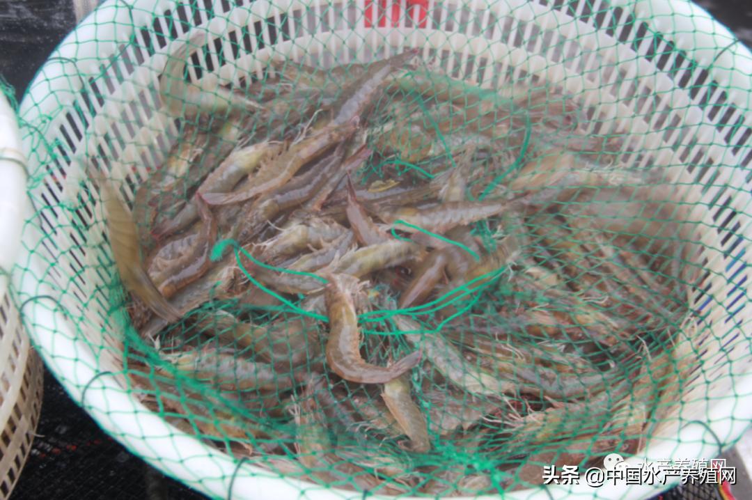 香港六合和彩最新一期开奖结果与走势图深度解析，揭秘背后的数字游戏，香港六合和彩最新开奖结果与走势图深度解析，揭秘数字游戏背后的奥秘